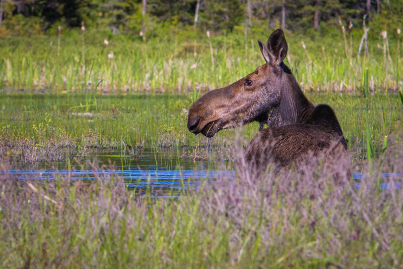 In Search Of Algonquin Moose A Canadian Wildlife Safari