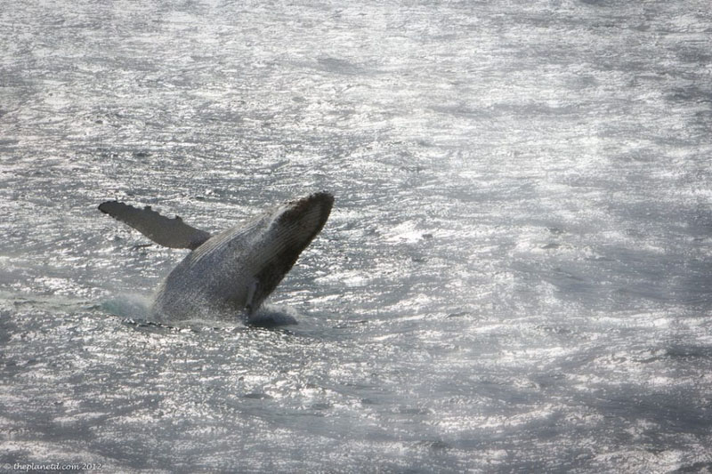 natural wonders of reykjavik whale