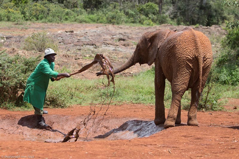 elephant orphanage nairobi