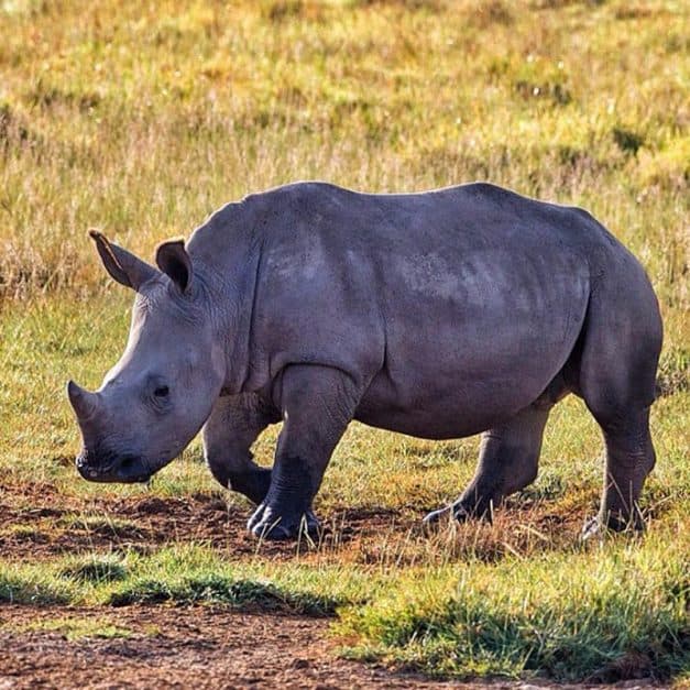 rhino on a safari from Nairobi