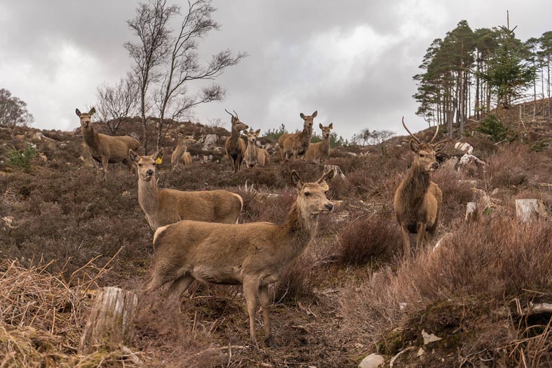 reraig forest deer herd