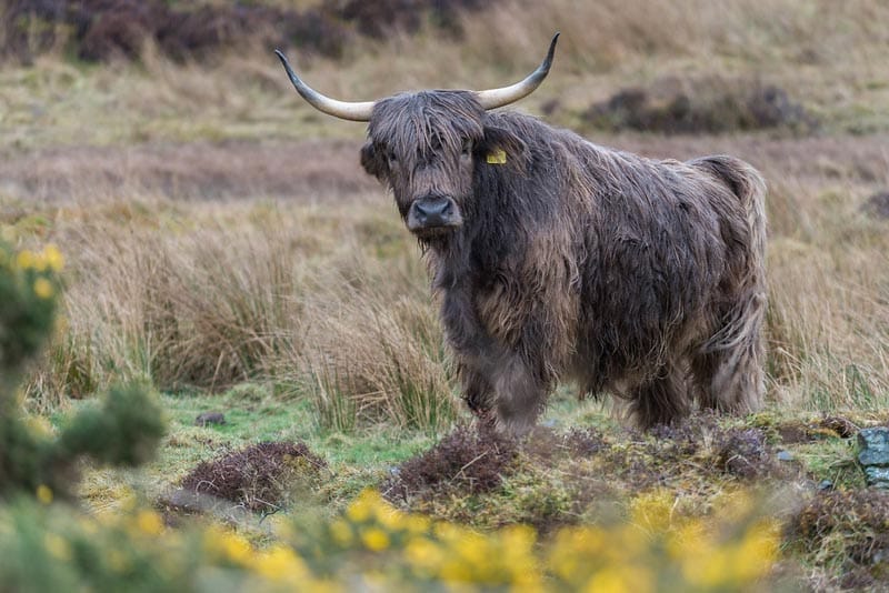 scotland cow