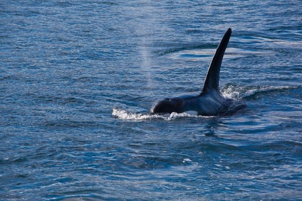 Whale Watching - Kaikoura New Zealand | Adventure Travel Blog