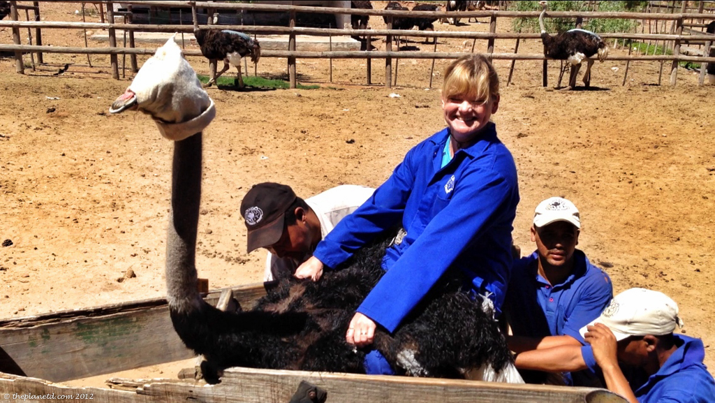 Ostrich Riding | Travel blog | ThePlanetD