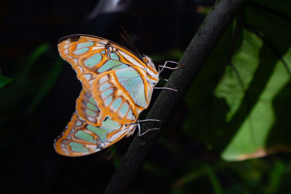 Canadian Museum of Nature Butterflies Ottawa Attractions