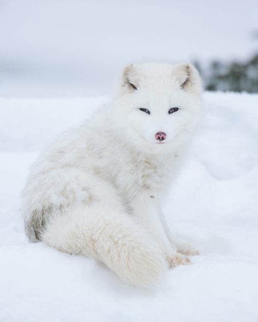 Ottawa Winter Attractions at Parc Omega