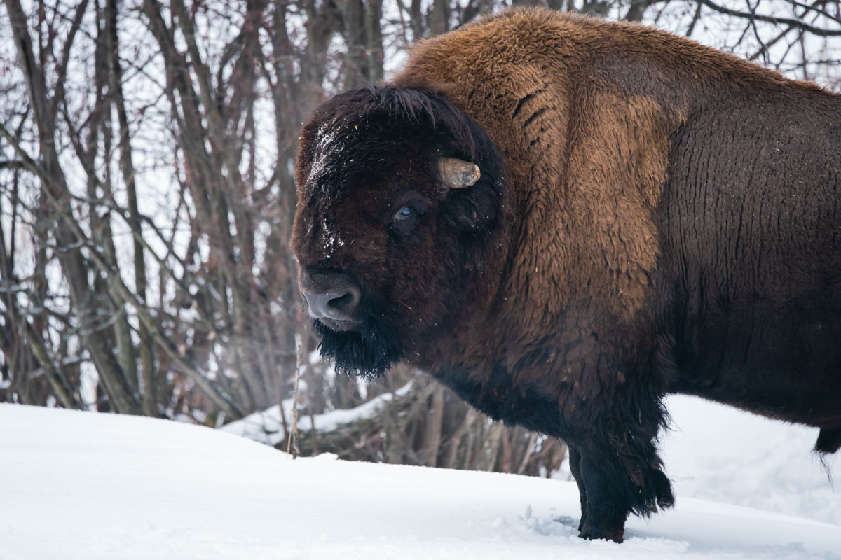 Bison at PArc Omega Winter Attractions Ottawa