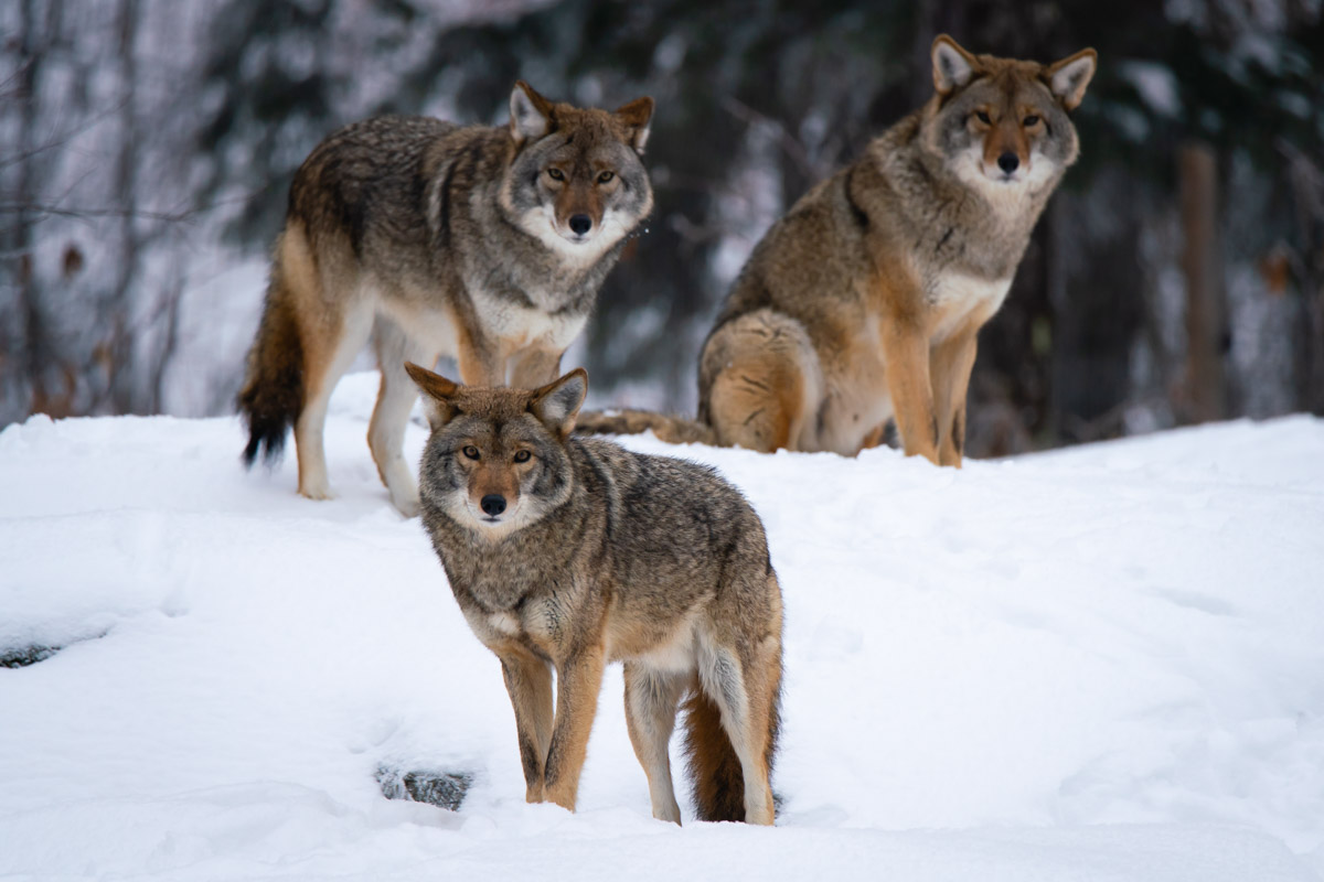 Coyotes at PArc Omega Ottawa Winter Activities