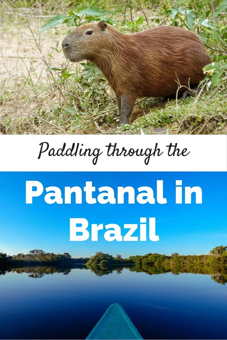 pantanal brazil Paddling through the Pantanal in Brazil