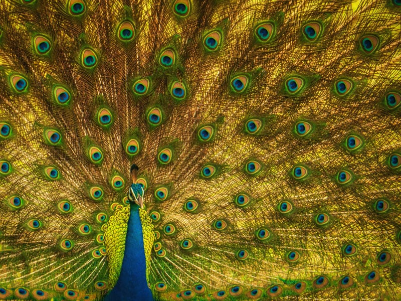 peacock feathers sri lanka photos