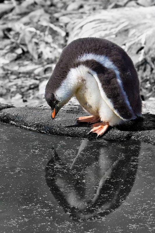 penguin reflection