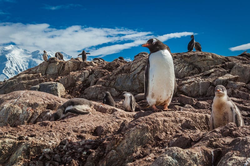 penguin rocks