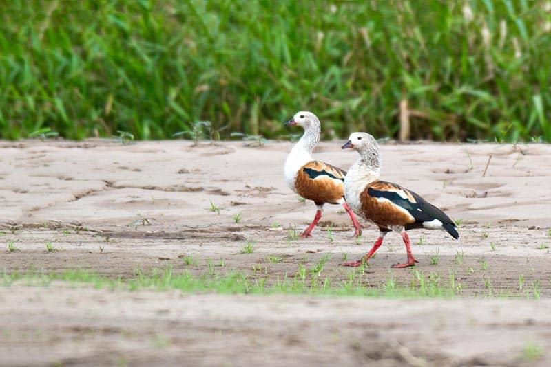 sustainable rainforest travel peru