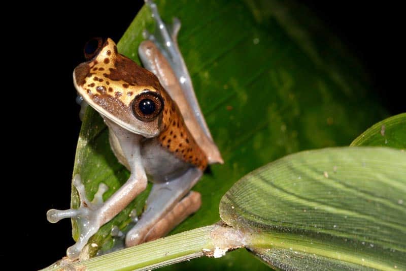 sustainable rainforest travel frog