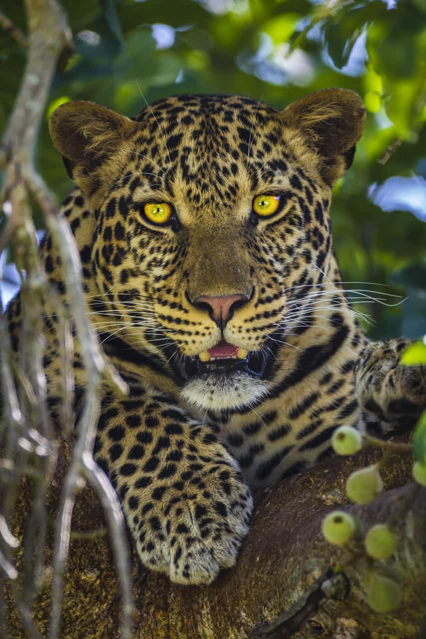Photo safari tip africa eyes