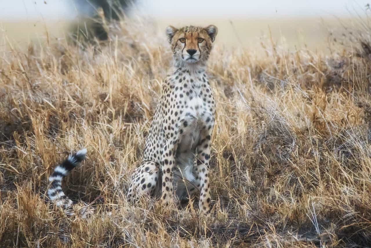 Photo Safari Tips: How to get the Best Pictures on your next African Safari