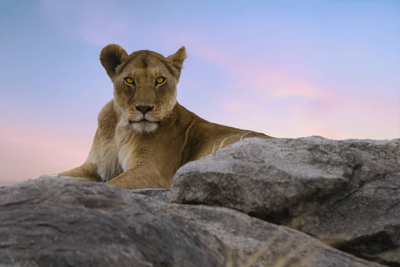 photography tours 2018 tanzania africa female lion