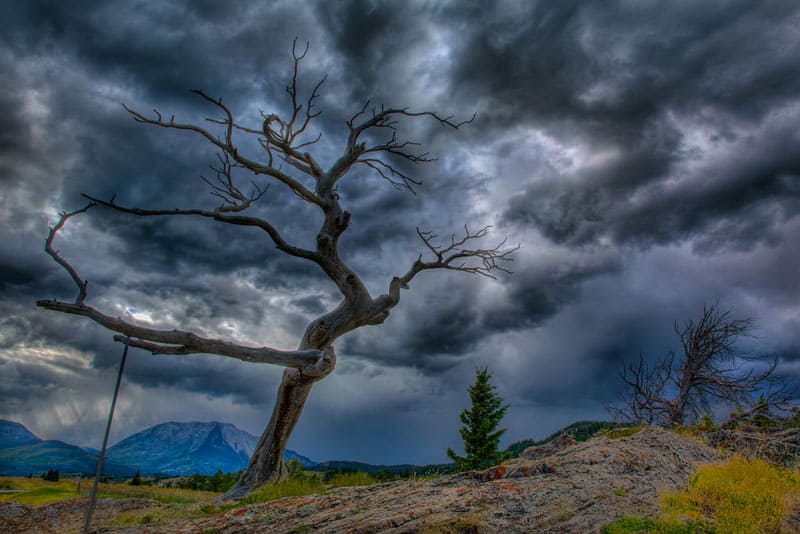 pincher creek burmis tree