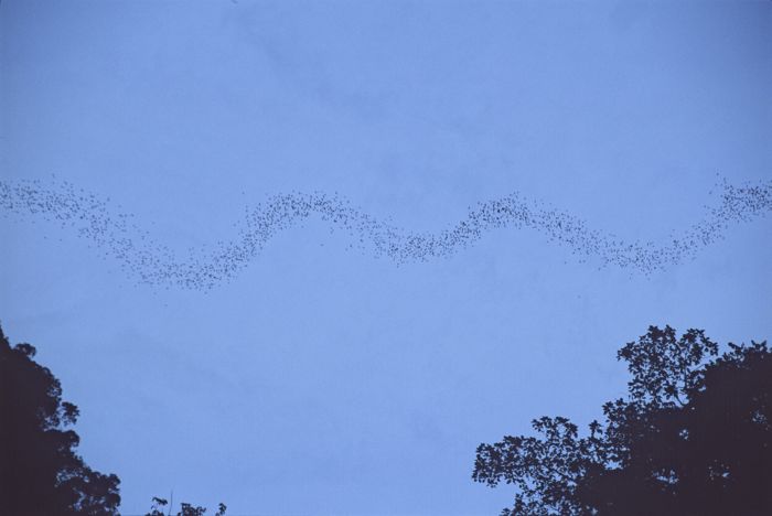 bats flying in borneo