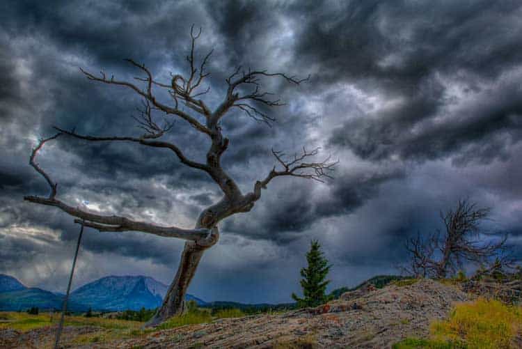 alberta secret places | burmis tree