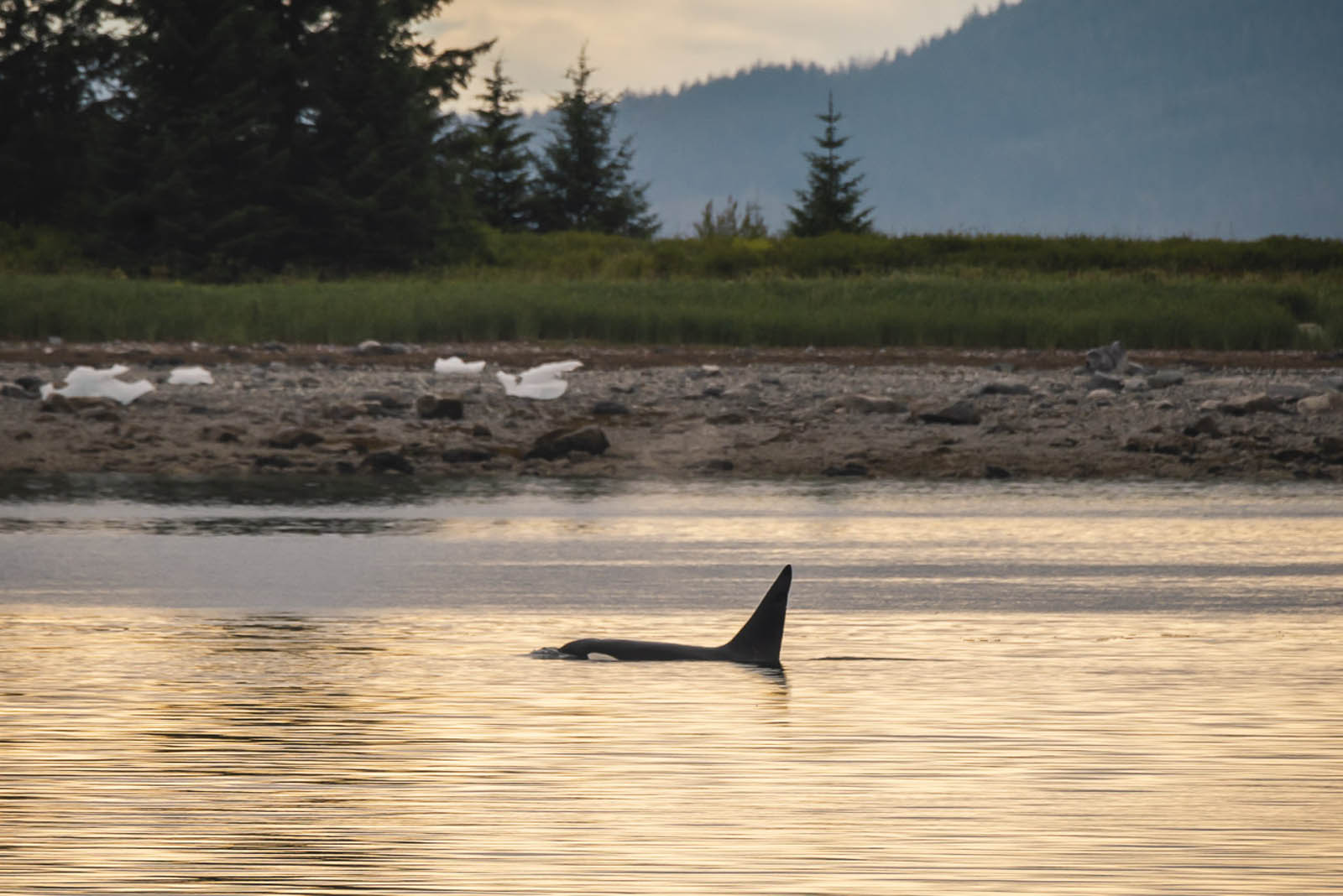 orca whale west coast