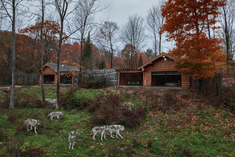 The Wolves of Parc Omega is one of the places you have to visit in Ottawa