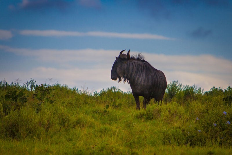 best places to visit in africa - serengeti wildebeest migration