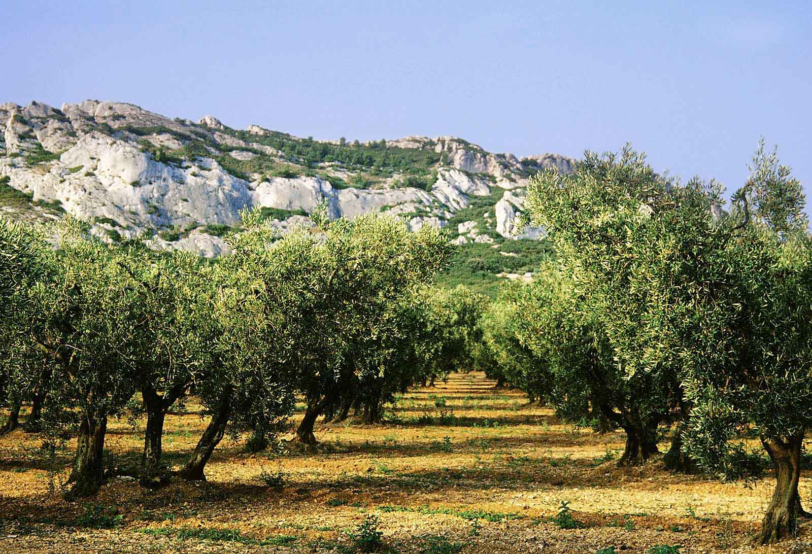 Top places to visit in the South of France Alpilles Regional Nature Park