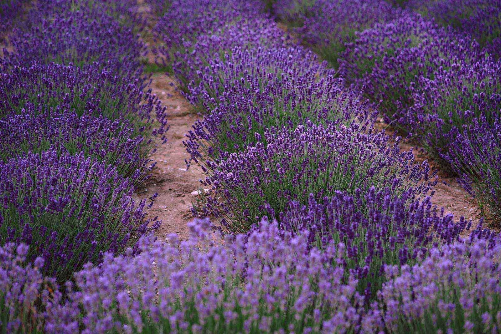 lavender fields south france travel
