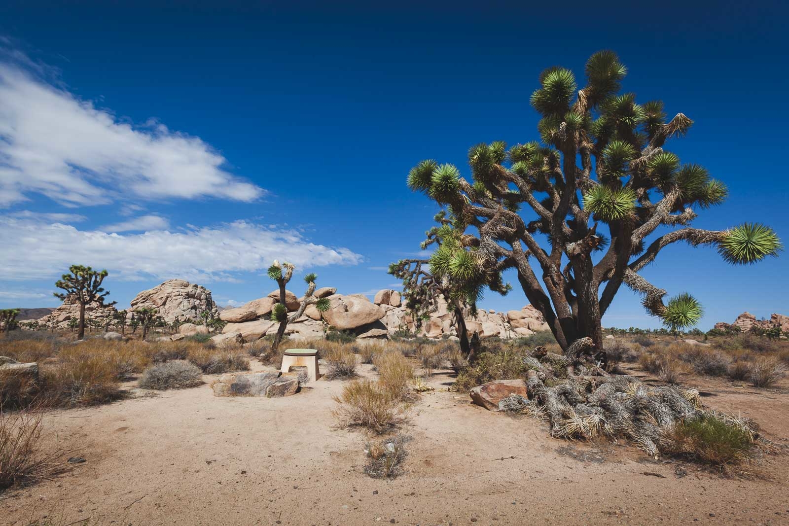 places to visit in the usa joshua tree