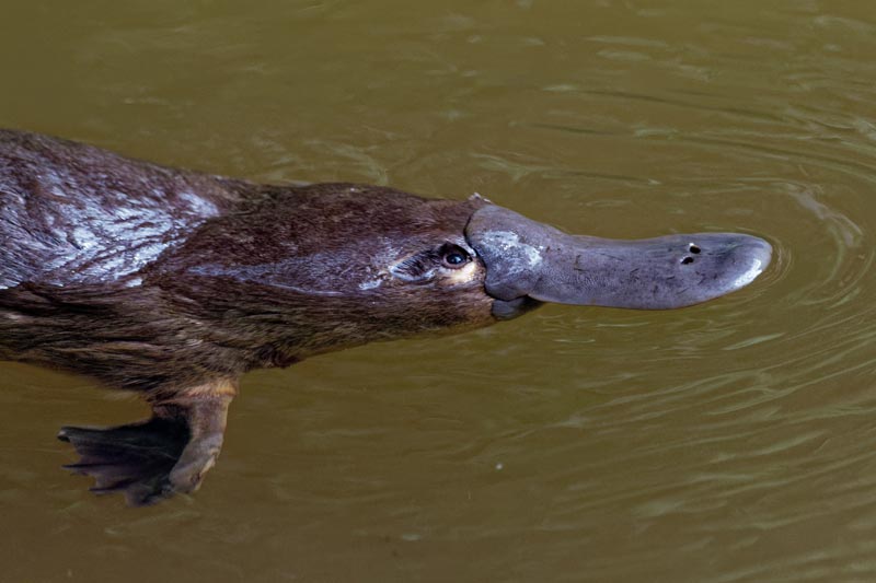 platypus aussie wildlife