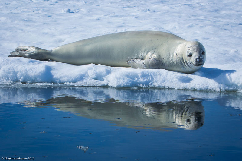 seal relaxing antarctica