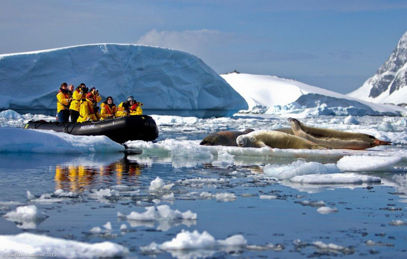 pleneau bay antarctica seals