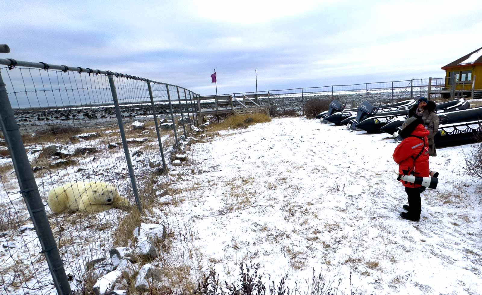 polar bear tours seal river lodge, polar bear peering inside