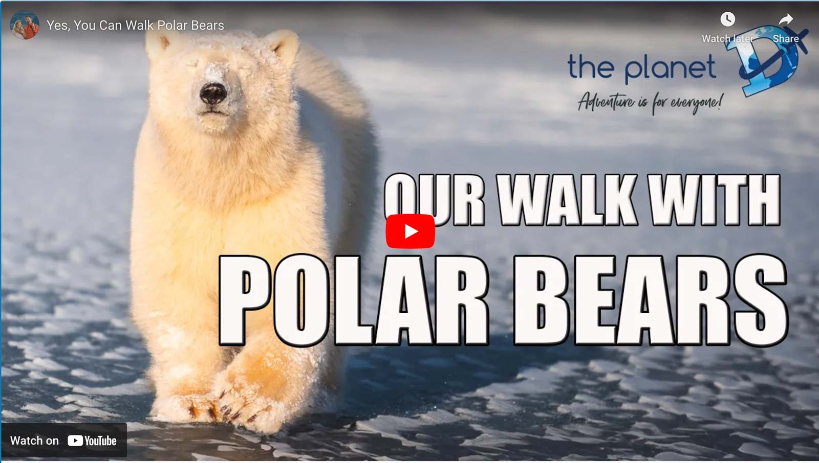 polar bears churchill manitoba video