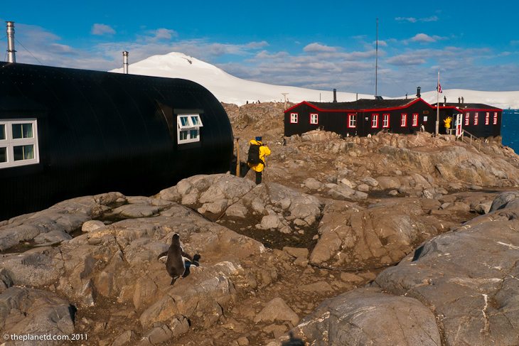 penguin antarctica