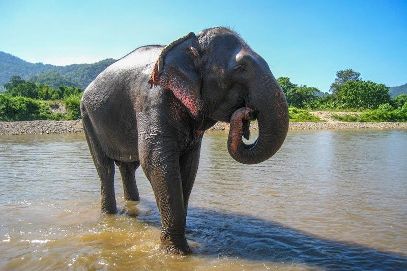 elephant in water thailand