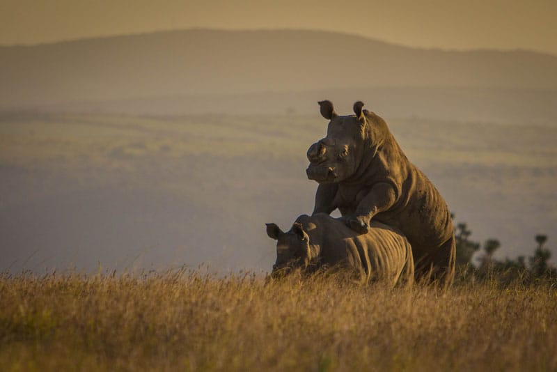 rhinos mating