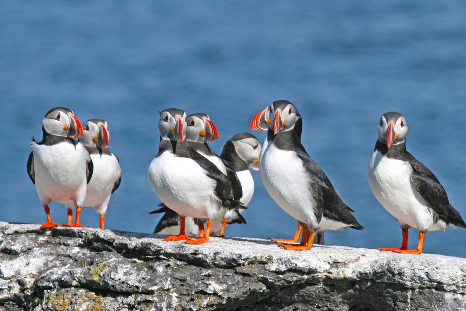 driving the ring road puffins