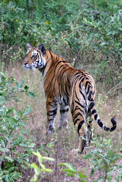 In Search of Royal Bengal Tigers in India | The Planet D