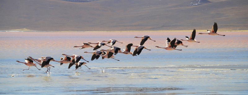 flamingoes fly over the salar de Uyini