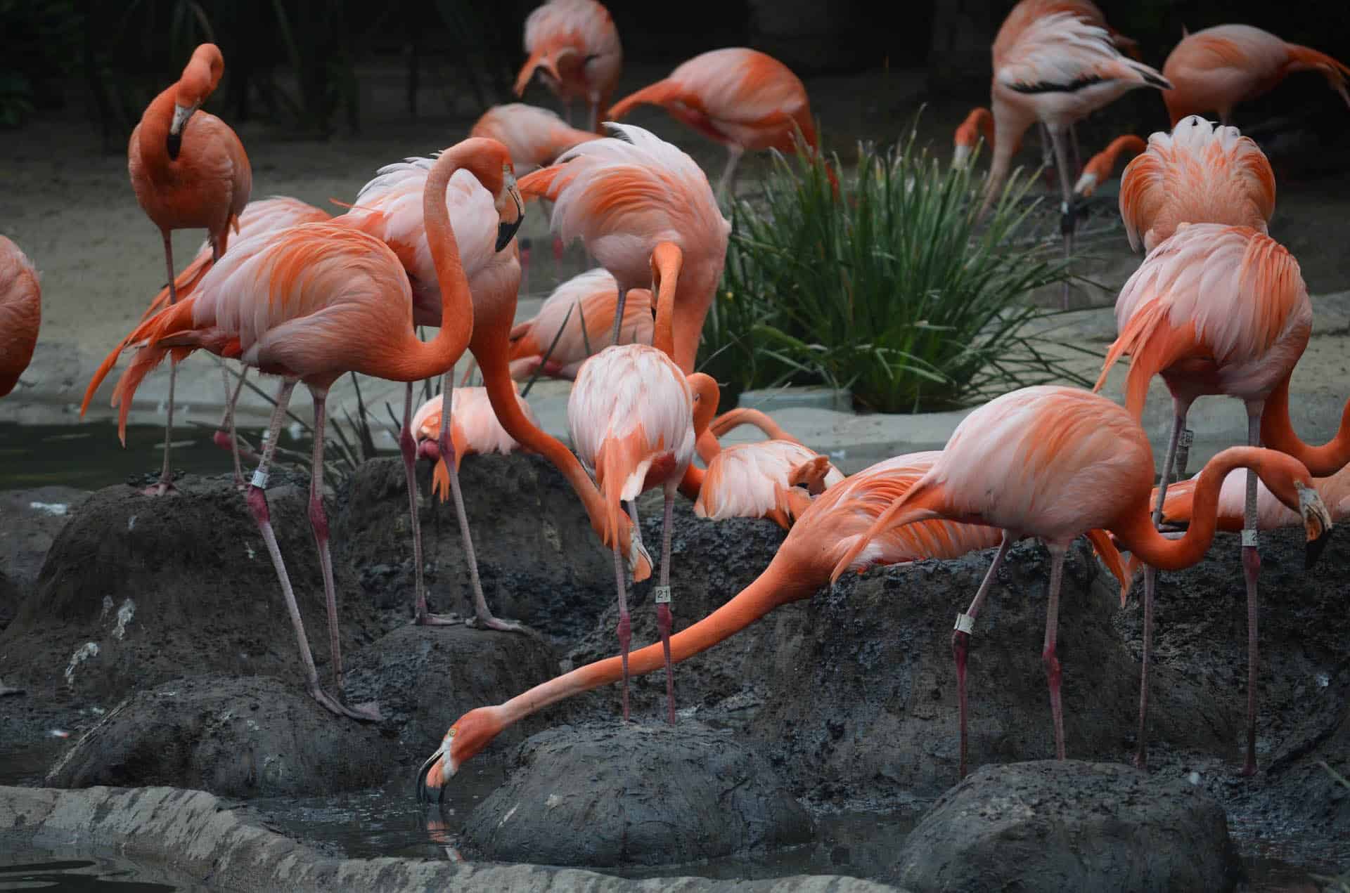flamingoes at zoo