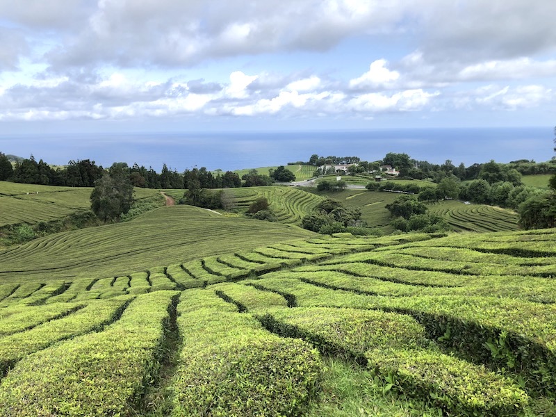 azores tea plantation