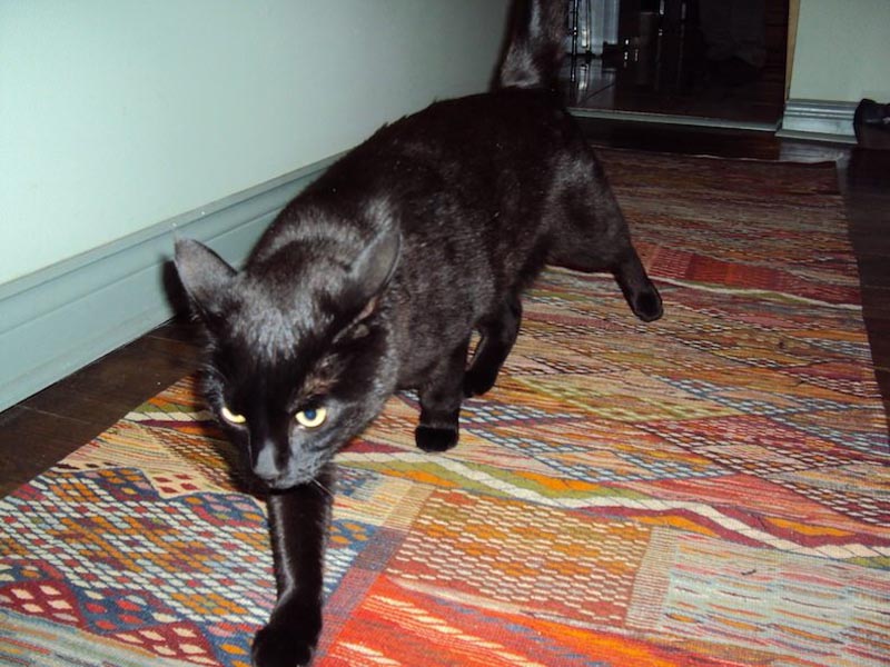 moroccan carpet at home cat walking