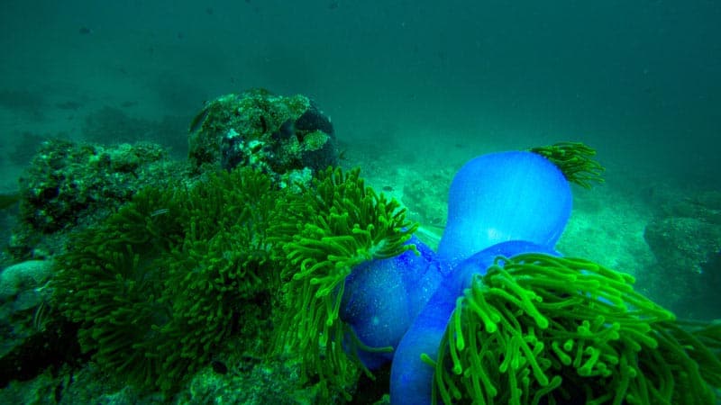 mushroom shaped coral in Maldives while scuba diving
