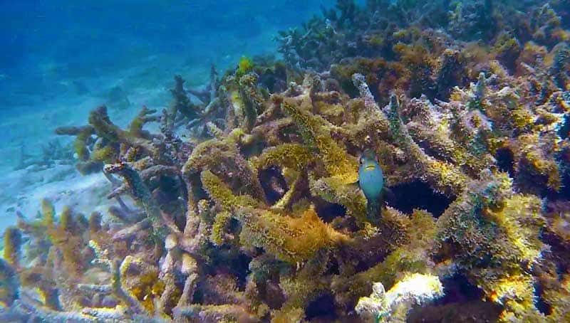 Maldives scuba dive colourful coral