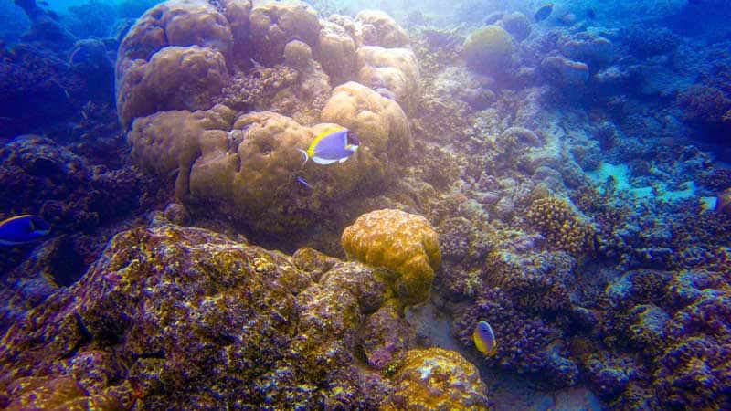 dive maldives dory fish