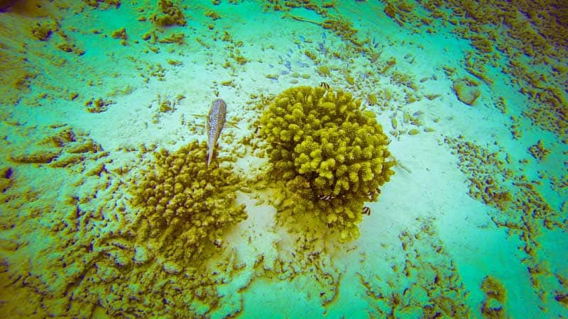 scuba dive maldives coral fish