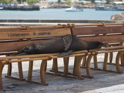 Playing With Sea Lions on San Isabella in the Galapagos