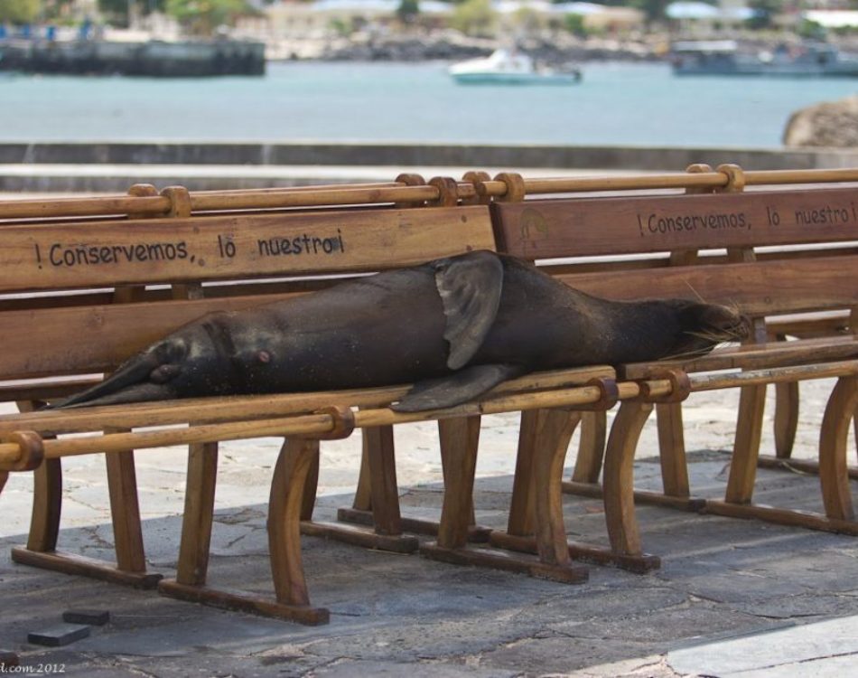 Playing With Sea Lions on San Isabella in the Galapagos